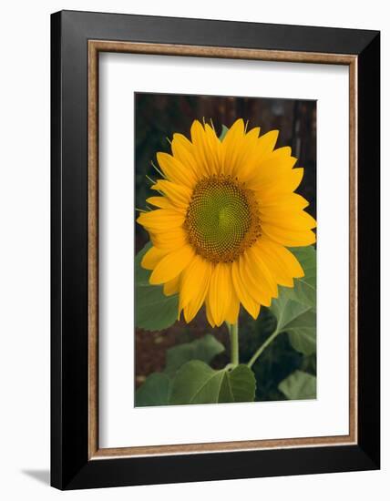 Sunflower-DLILLC-Framed Photographic Print