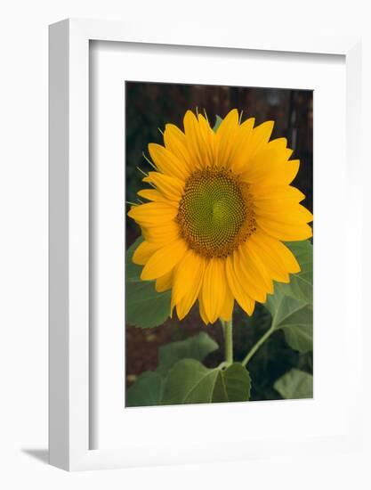 Sunflower-DLILLC-Framed Photographic Print