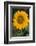 Sunflower-DLILLC-Framed Photographic Print