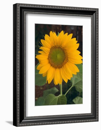 Sunflower-DLILLC-Framed Photographic Print