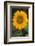 Sunflower-DLILLC-Framed Photographic Print