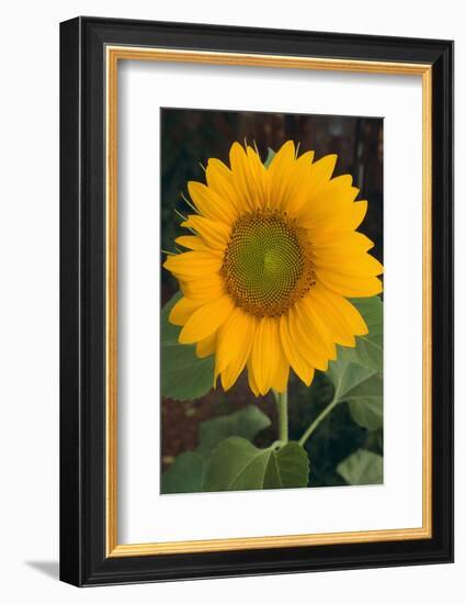 Sunflower-DLILLC-Framed Photographic Print