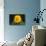 Sunflower-DLILLC-Photographic Print displayed on a wall