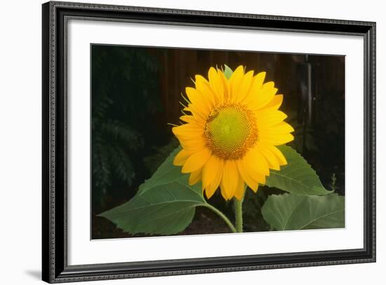 Sunflower-DLILLC-Framed Photographic Print