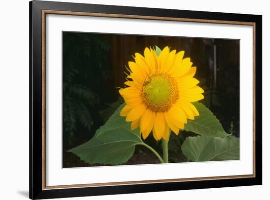 Sunflower-DLILLC-Framed Photographic Print