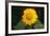 Sunflower-DLILLC-Framed Photographic Print