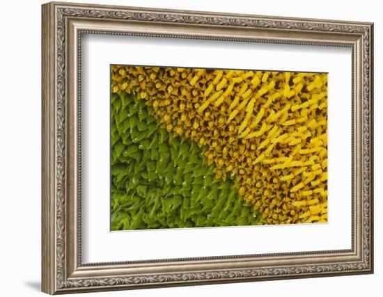 Sunflower-DLILLC-Framed Photographic Print