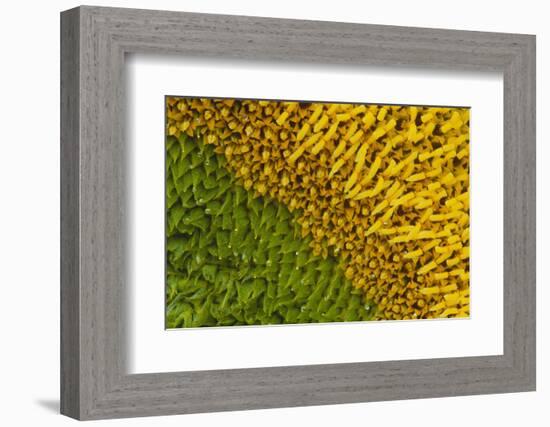 Sunflower-DLILLC-Framed Photographic Print