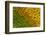 Sunflower-DLILLC-Framed Photographic Print