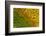 Sunflower-DLILLC-Framed Photographic Print