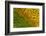 Sunflower-DLILLC-Framed Photographic Print