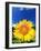 Sunflower-null-Framed Photographic Print