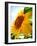 Sunflower-null-Framed Photographic Print