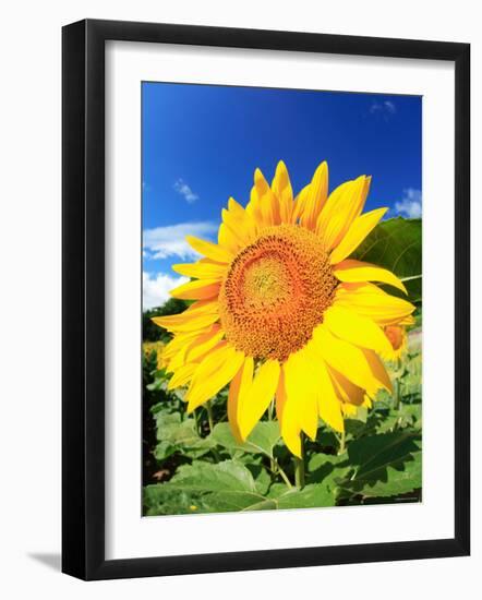 Sunflower-null-Framed Photographic Print