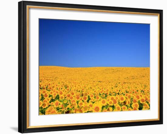 Sunflower-null-Framed Photographic Print