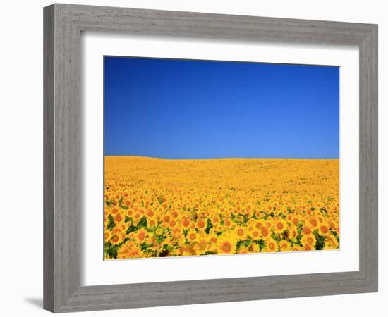 Sunflower-null-Framed Photographic Print