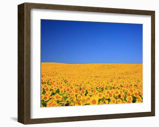 Sunflower-null-Framed Photographic Print