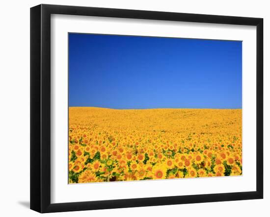 Sunflower-null-Framed Photographic Print