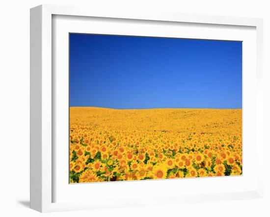 Sunflower-null-Framed Photographic Print