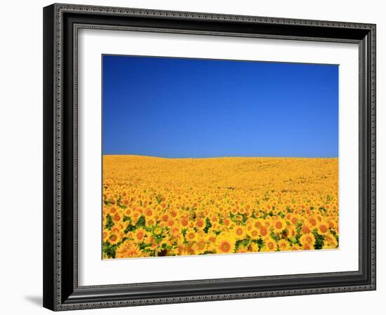 Sunflower-null-Framed Photographic Print