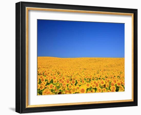 Sunflower-null-Framed Photographic Print