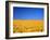 Sunflower-null-Framed Photographic Print