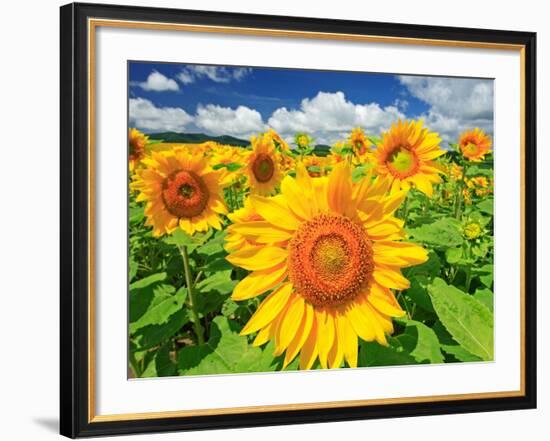 Sunflower-null-Framed Photographic Print