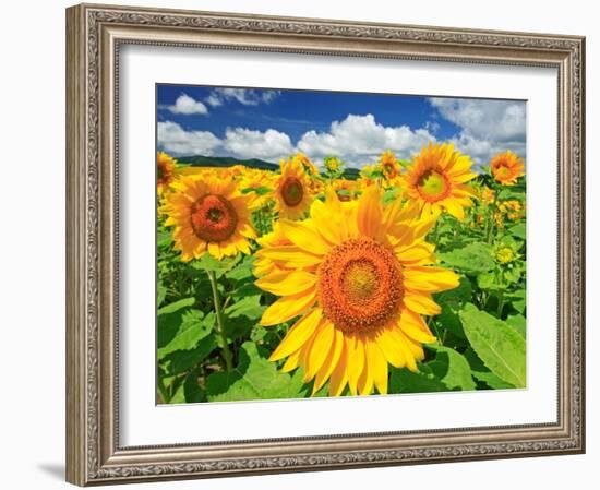 Sunflower-null-Framed Photographic Print