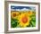 Sunflower-null-Framed Photographic Print