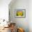 Sunflower-null-Framed Photographic Print displayed on a wall