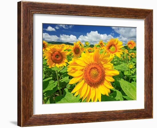 Sunflower-null-Framed Photographic Print