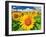 Sunflower-null-Framed Photographic Print