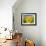 Sunflower-null-Framed Photographic Print displayed on a wall