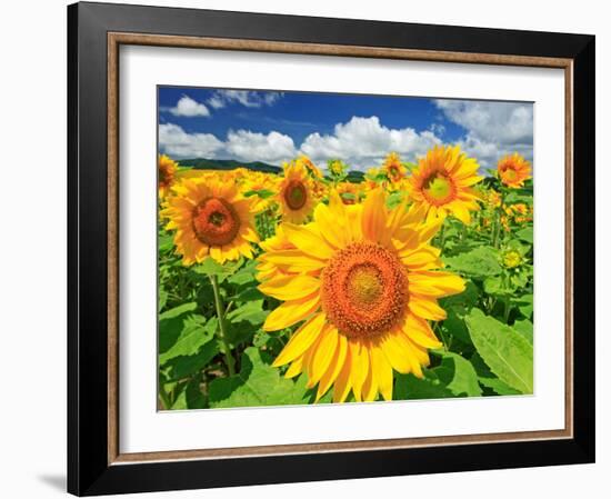 Sunflower-null-Framed Photographic Print