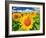 Sunflower-null-Framed Photographic Print