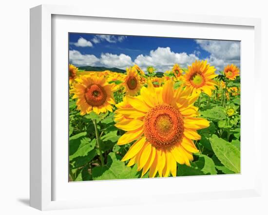 Sunflower-null-Framed Photographic Print