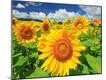 Photographic Print