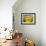 Sunflower-null-Framed Photographic Print displayed on a wall