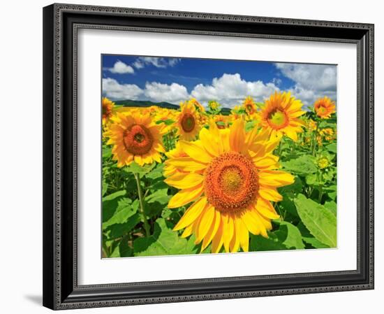 Sunflower-null-Framed Photographic Print