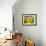 Sunflower-null-Framed Photographic Print displayed on a wall