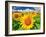 Sunflower-null-Framed Photographic Print