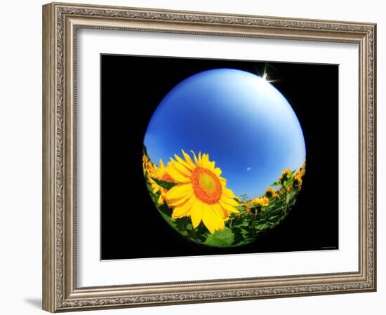 Sunflower-null-Framed Photographic Print