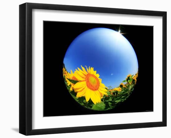 Sunflower-null-Framed Photographic Print