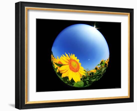 Sunflower-null-Framed Photographic Print