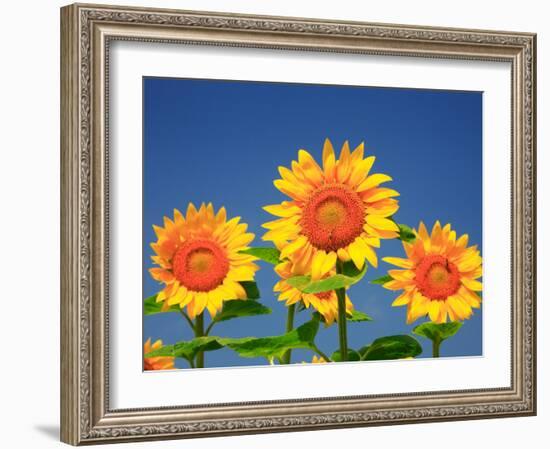 Sunflower-null-Framed Photographic Print