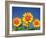 Sunflower-null-Framed Photographic Print