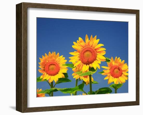 Sunflower-null-Framed Photographic Print