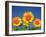 Sunflower-null-Framed Photographic Print