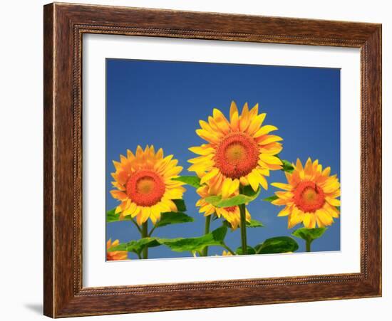 Sunflower-null-Framed Photographic Print