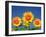 Sunflower-null-Framed Photographic Print